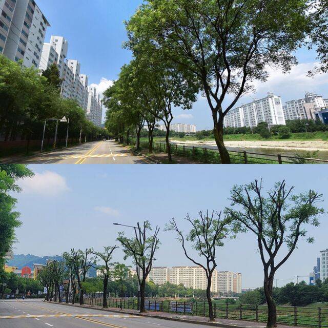 각각 지난 2023년 7월(위)과 2025년 7월(아래) 여울로 가로수 모습. 네이버 지도 거리뷰 캡처·문채연 기자