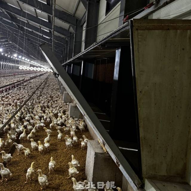 익산의 한 양계농가에서 쿨링패드가 가동되고 있다. /최찬도 씨