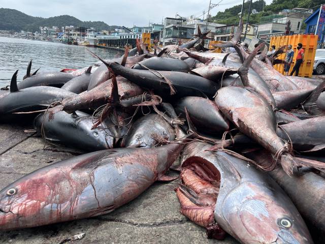 8일 영덕과 포항 경계 앞바다에서 잡힌 1천300마리의 참치가 강구항을 가득 메웠다. 이 참치는 전량 폐기됐다. 영덕군 제공