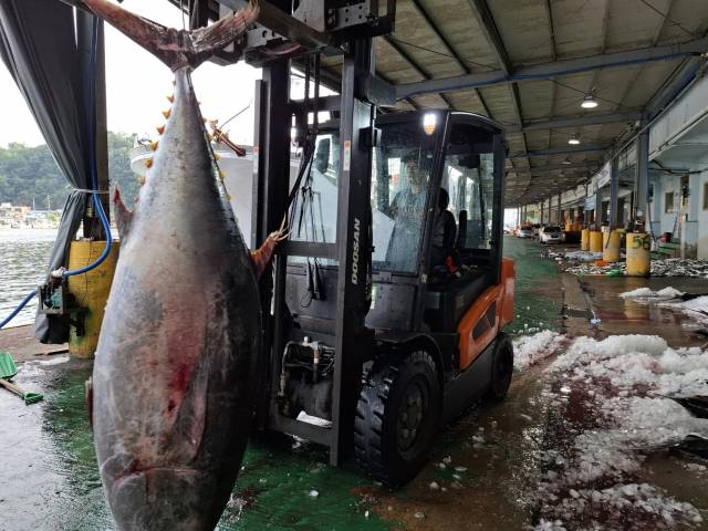경북 영덕 강구에서 무게 150k에 달하는 대형 참치가 잡혀 위판을 위해 옮겨지고 있다. 최우형 파랑스튜디오 대표 제공