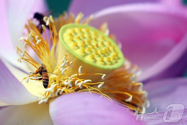 맑은 날씨를 보인 25일 광주 북구 양산호수공원에 핀 연꽃에 꿀벌들이 부지런히 꿀을 모으고 있다.(광주 북구 제공. 재판매 및 DB 금지) 2025.6.25/뉴스1 ⓒ News1 박지현 기자
