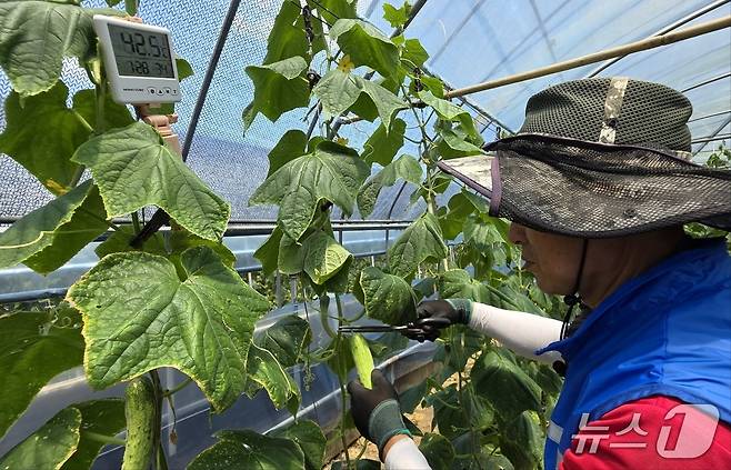 에어냉각조끼를 착용한 정종현 씨가 내부 온도 42.5도의 비닐하우스 안에서 안전하게 작업하고 있다. 2025.7.9. /뉴스1ⓒNews1 이시우 기자