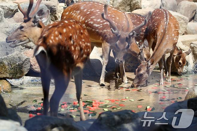 열흘 넘게 폭염이 계속된 9일 오후 대구 중구 달성공원에서 꽃사슴이 얼음 과일을 먹으며 더위를 식히고 있다. 2025.7.9/뉴스1 ⓒ News1 공정식 기자