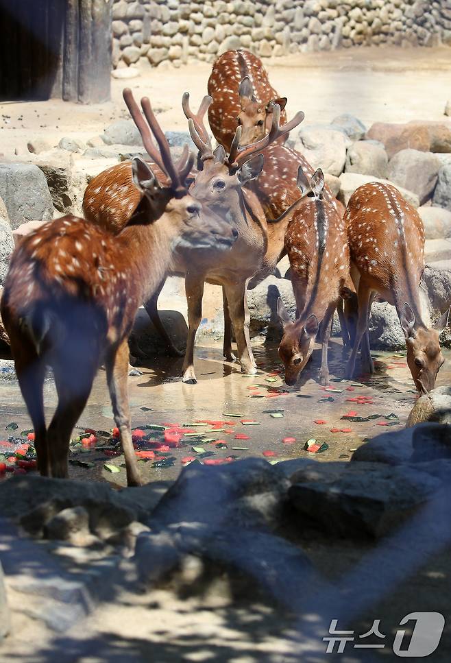 열흘 넘게 폭염이 계속된 9일 오후 대구 중구 달성공원에서 꽃사슴이 얼음 과일을 먹으며 더위를 식히고 있다. 2025.7.9/뉴스1 ⓒ News1 공정식 기자