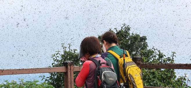 러브버그로 뒤덮인 계양산 정상 연합뉴스