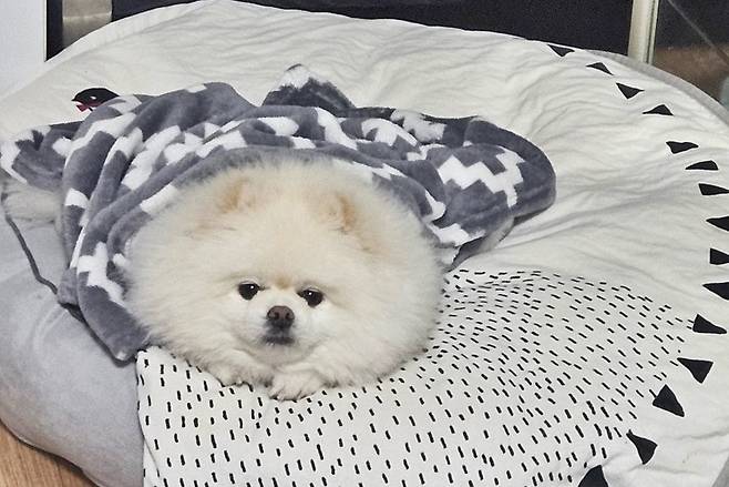 경남 창원에서 반려견이 화재를 알려 가족의 생명을 구한 사연이 전해져 감동을 주고 있다. ⓒ뉴시스