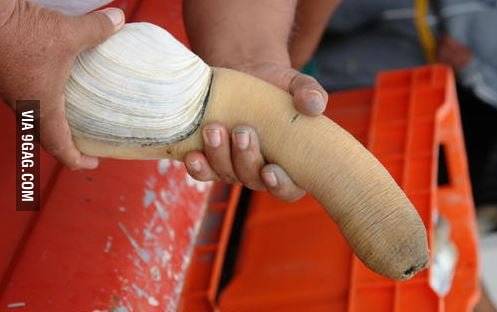 aqm3vXR_700b.jpg 맛있어보이는 코끼리조개