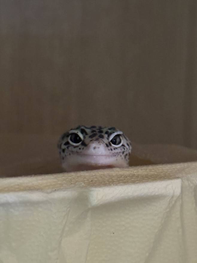 레오파드 게코를 분양받은지 두달차,,,