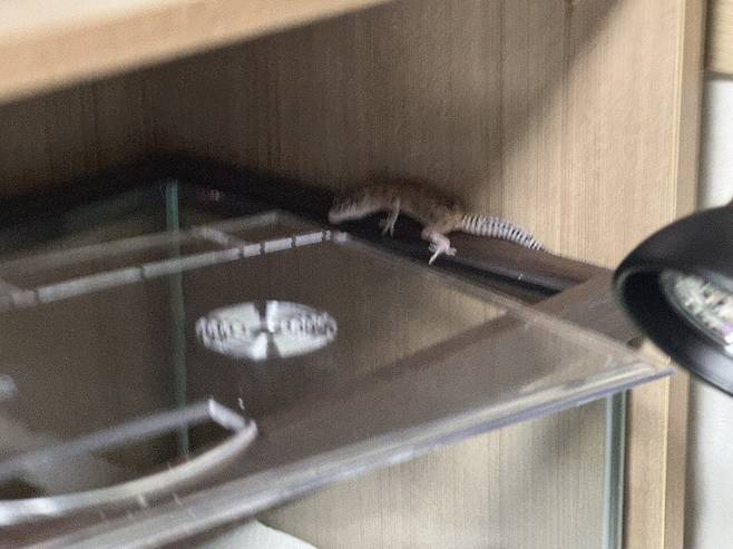 레오파드 게코를 분양받은지 두달차,,,