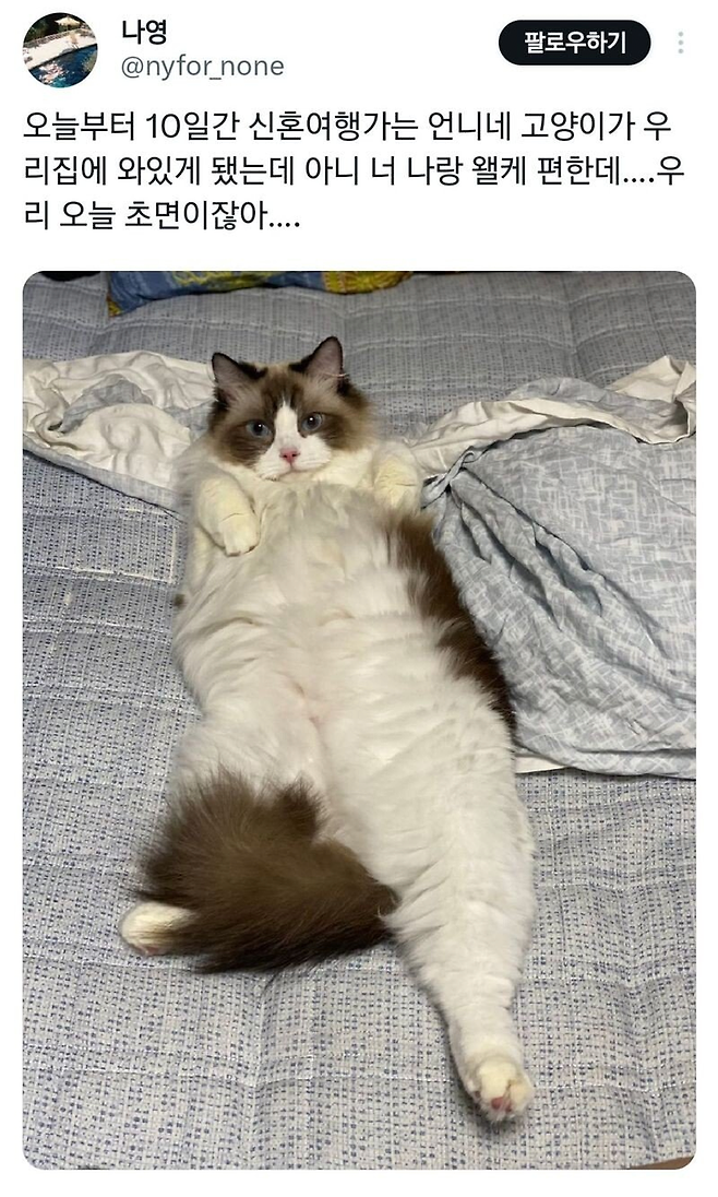 image.png 신혼 여행 때문에 잠시 맡겨진 고양이 .jpg