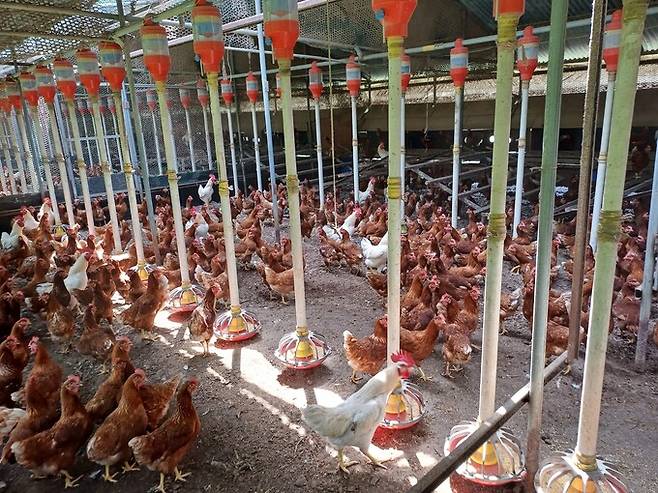 연일 폭염이 계속되는 가운데 9일 낮 충북 단양군 영춘면의 한 산란계 농장 내부의 모습. 연합뉴스