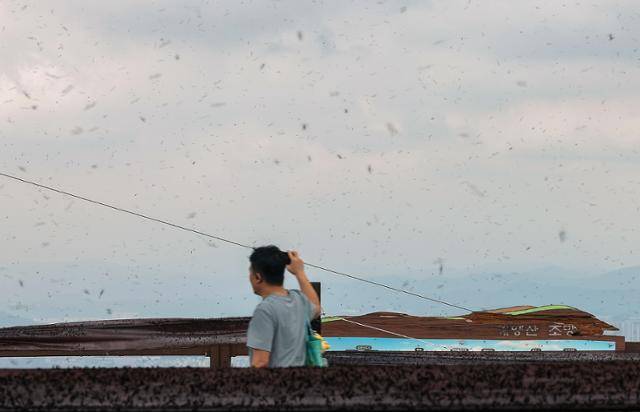 지난달 30일 인천 계양구 계양산 정상에 붉은등우단털파리(러브버그) 무리가 날아다니고 있다. 뉴스1