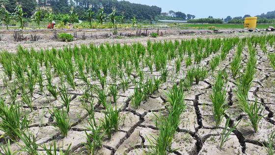 폭염으로 인한 가뭄이 이어진 지난 8일 오후 제주 서귀포시 하논분화구 내 논바닥이 쩍쩍 갈라져 있다. [연합뉴스]