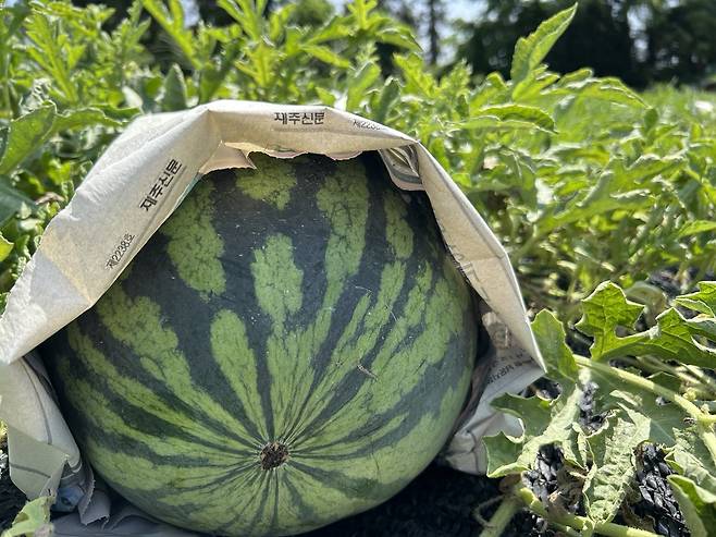 3일 수박 주산지인 제주시 애월읍 신엄리의 한 수박 밭에 신문지로 수박이 타지 않도록 햇빛을 가려 놓은 모습. 문정임 기자