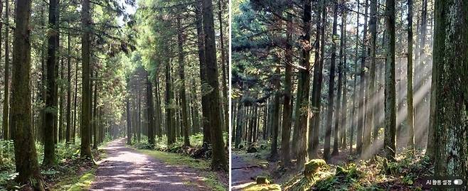 한남사려니오름숲 / 사진=제주관광공사