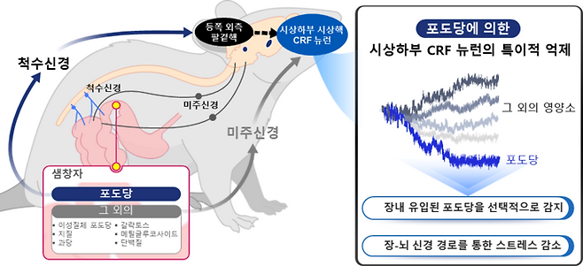 서성배 KAIST 생명과학과 교수는 뇌가 포도당을 선택적으로 인식한다는 사실을 규명했다고 9일 밝혔다. [사진=KAIST]