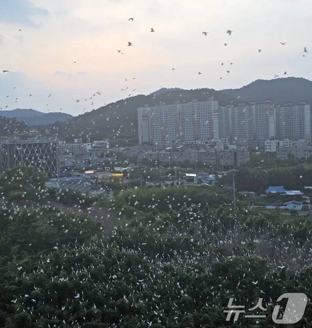 전남 나주 송월동 한 아파트 인근에 백로떼가 서식하면서 주민들이 악취와 소음 등 피해를 호소하고 있다. 사진은 아파트에서 바라본 백로떼 모습. /사진=뉴스1(독자 제공)