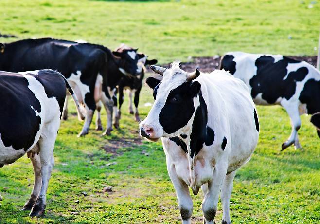 젖소.[게티이미지뱅크]