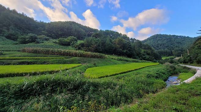 울진 금강송 산지농업시스템 중 하나인 봇도랑농업. 울진군 제공