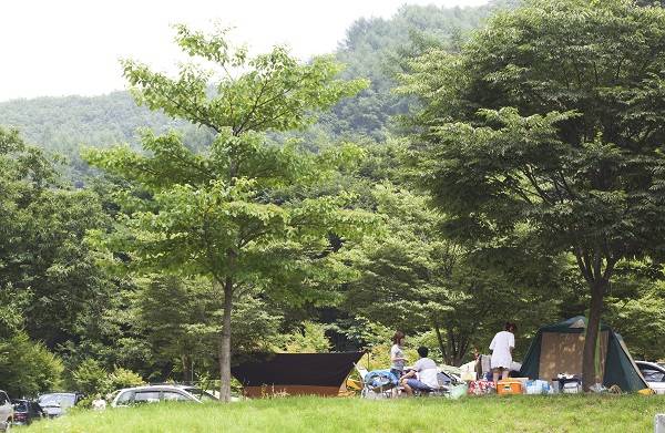 치악산 금대리계곡 강원도 원주 치악산 금대오토캠핑장을 찾은 피서객들이 텐트를 치고 휴가를 즐기고 있다.