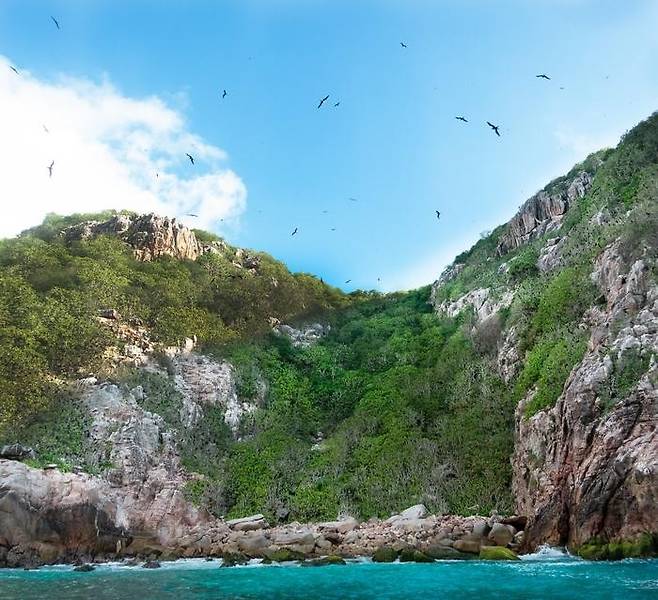 산호초 생태계에 영양분을 공급하는 군함조 서식지 세이셸제도 내 군함조(frigatebird) 서식지. 군함조의 배설물(guano)이 인근 산호초에 영양분을 공급, 조류 이끼 성장을 촉진한다. [Casey Benkwitt 제공. 재판매 및 DB 금지]