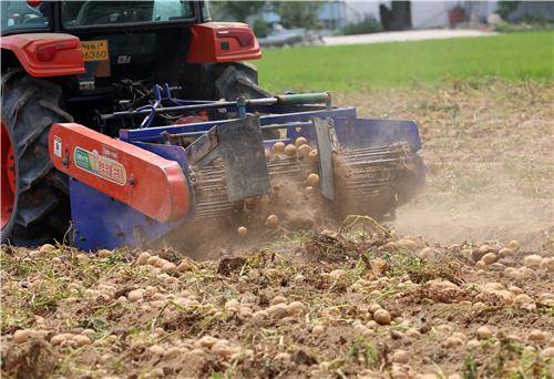 가뭄으로 먼지 뽀얗게 솟는 감자밭 [촬영 유형재]