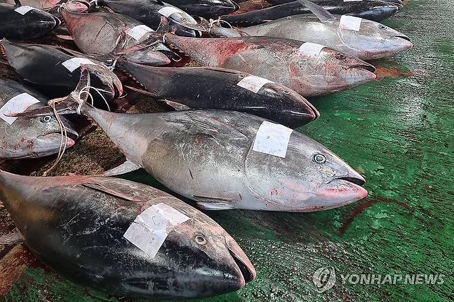 대형 참다랑어가 한가득 (영덕=연합뉴스) 8일 경북 영덕 앞바다에서 잡힌 대형 참다랑어(참치)가 강구수협 위판장 앞에 놓여 있다. 2025.7.8 [독자 제공. 재판매 및 DB 금지] sds123@yna.co.kr
