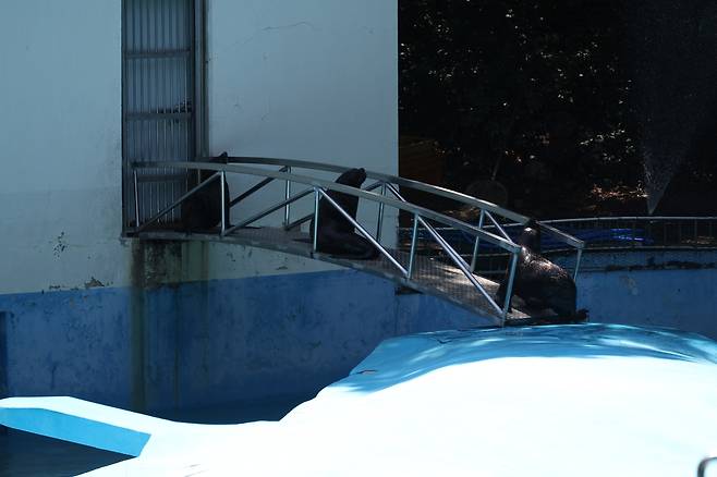 더위가 싫어요 (대구=연합뉴스) 박세진 기자 = 폭염이 이어진 9일 오후 대구 달성공원에서 물개들이 그늘에 모여 휴식을 취하고 있다. 2025.7.9 psjpsj@yna.co.kr