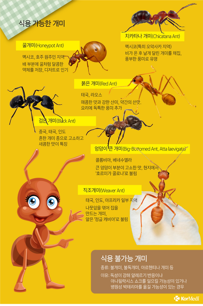 전 세계 각지에서 식용으로 취급되는 개미들. [자료=코메디닷컴]