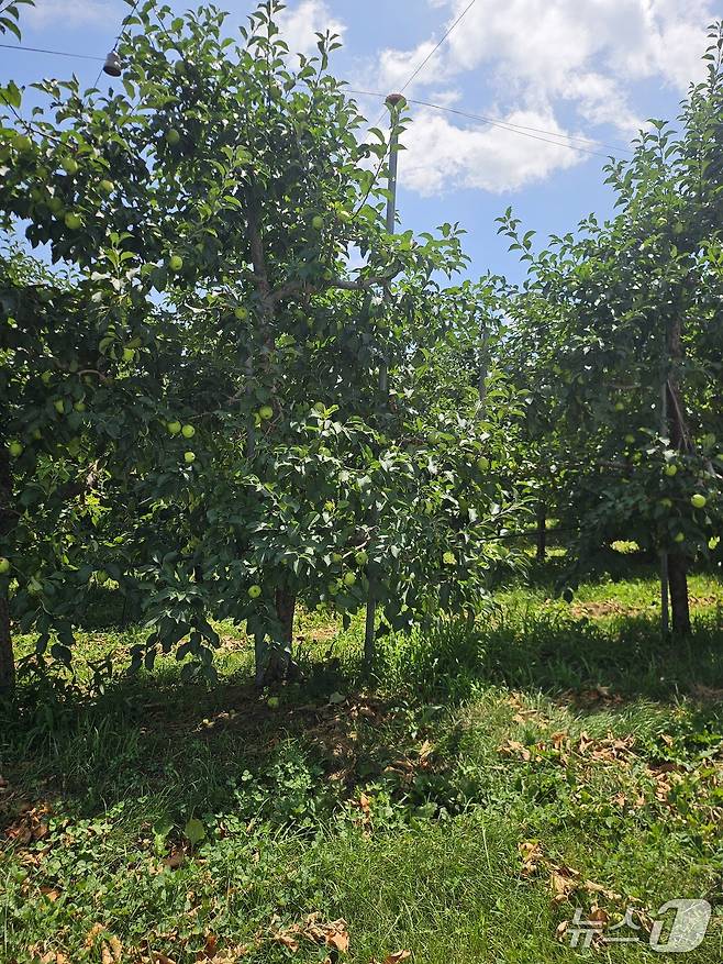 경북 안동의 한 과수원에서 폭염으로 더디게 자라고 있는 사과.2025.7.8/뉴스1 신성훈 기자