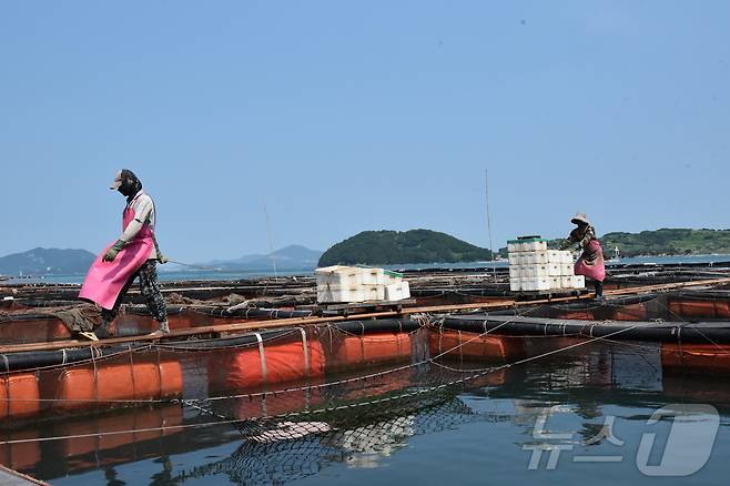 고수온 특보가 발효 중인 10일 오전 전남 여수 돌산읍 화태리 가두리 양식장에서 어민들이 고수온에 강한 어종인 돔에게 먹이를 주고 있다.2025.7.10/뉴스1 ⓒ News1 김동수 기자