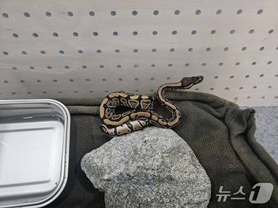 국립공원 야생생물보전원 북부보전센터가 보관 중인 볼파이톤.(원주지방환경청 제공, 재판매 및 DB금지)