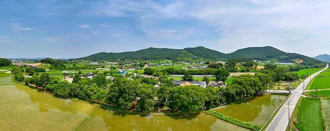 삼태천을 따라 약 800m 구간에 조성된 국내 최대 규모의 왕버들 군락지로, 왕버들 노거수 95그루를 비롯해 다양한 수종의 큰 나무 224그루가 마을을 휘감고 있다. /김영근 기자
