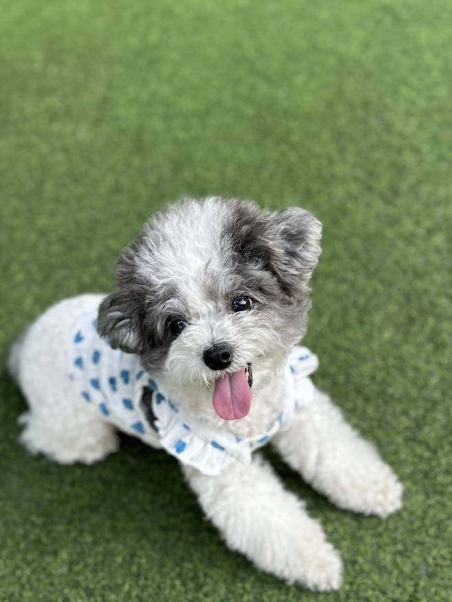 포텐간 엄청작은강아지 우리 강아지인줄