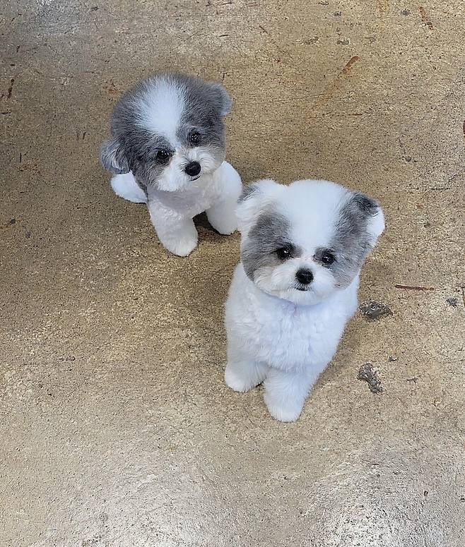 포텐간 엄청작은강아지 우리 강아지인줄