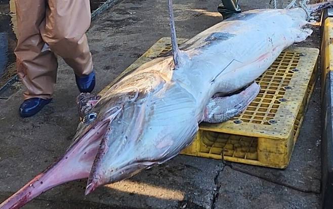10일 새벽 강원 삼척시 정라진 앞바다에서 정치망 어선인 S호에 아열대·열대 어종인 황새치가 잡혀 눈길을 끌고 있다. 길이 3ｍ, 무게 226㎏의 황새치는 6만원에 위판됐다. 정연철 삼척시의원 제공