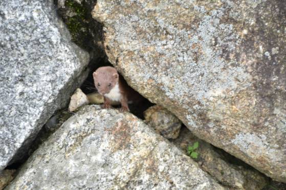 2017년 7월 1일 지리산 국립공원에서 처음 발견된 무산쇠족제비가 돌 무더기 사이에 은신하고 있다. 사진 국립공원공단