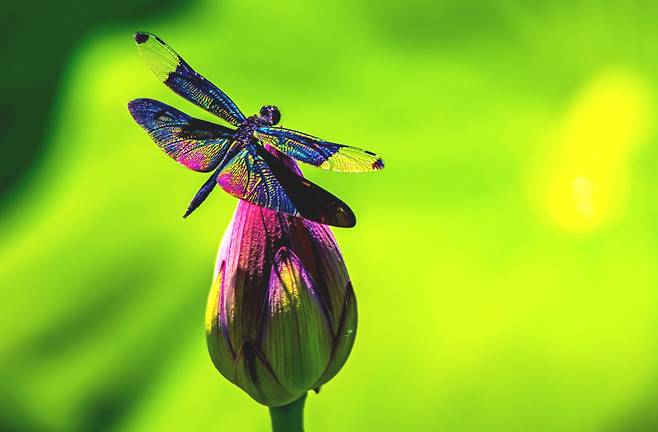 정양늪 연 봉우리에 앉아 있는 나비잠자리의 자태. 사진제공=김도형 작가