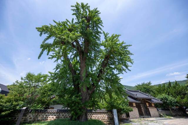 행정리 은행나무가 우뚝한 한천서원.