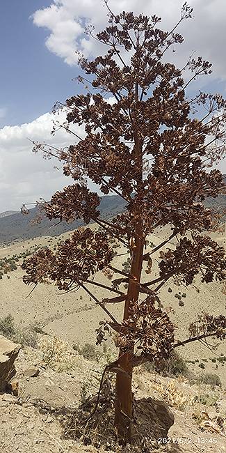 중앙아시아 유용식물 페룰라 타드쉬코[한국수목원정원관리원 제공.]
