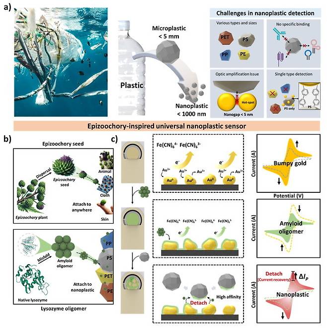 도깨비풀이 동물의 털에 씨앗을 붙여 퍼뜨리는 자연 현상인 '외부현상(epizoochory)'의 메커니즘 소개 및 나노플라스틱 검출 개략도. (사진=성균관대 제공) *재판매 및 DB 금지