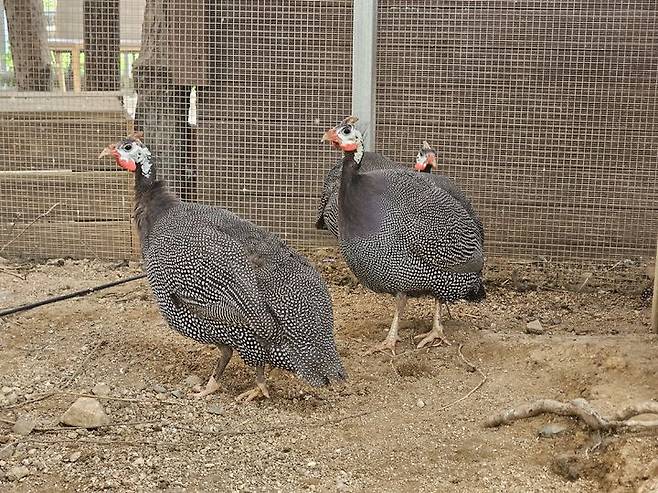 [세종=뉴시스] 농촌진흥청은 우리나라에서 자체 보존·육종한 한우, 산청흑돼지, 진도개 황구 등 6축종 15자원이 국제연합 식량농업기구(FAO)의 가축다양성정보시스템(DAD-IS)에 새로 등록됐다고 10일 밝혔다. 사진은 호로새. (사진=농진청 제공) 2025.07.10. photo@newsis.com *재판매 및 DB 금지