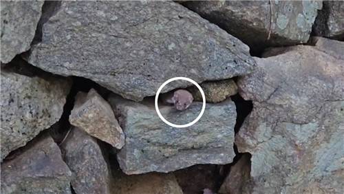 지리산에서 포착된 무산쇠족제비 [국립공원공단 제공.연합뉴스]