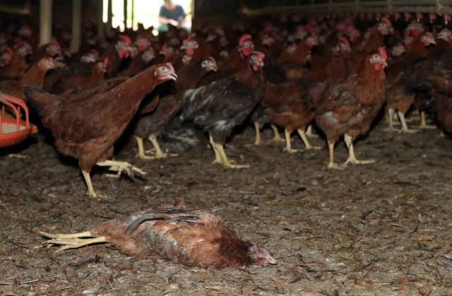▲한 양계장에서 폭염으로 폐사한 닭. 연일 이어지는 폭염으로 도내 축산농가의 가금류 폐사가 급증하고 있다. ⓒ연합뉴스