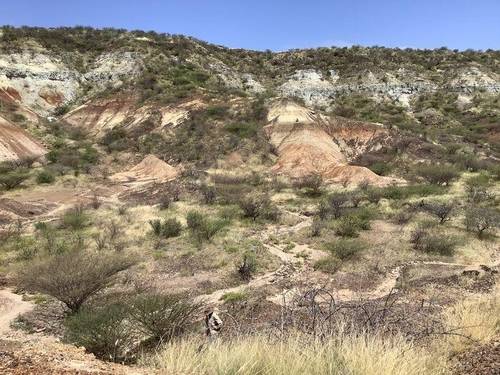 1천600만년 전 코뿔소 근연종 화석이 발견된 케냐 투르카나 분지 불룩(Buluk) 지역 약 1천600만년 전 형성된 케냐 투르카나 분지 내 불룩(Buluk) 지역은 다양한 동물군 화석이 발견된 곳으로 이곳에서 발견된 코뿔소 근연종 화석의 이빨 에나멜에서 다수의 단백질이 검출, 복원됐다. [Ellen Miller 제공. 재판매 및 DB 금지]