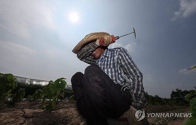 폭염 속 온열질환 조심 (대구=연합뉴스) 윤관식 기자 = 폭염이 계속된 지난 8일 경북 고령군 다산면 한 밭에서 농민이 잡초 뽑는 작업을 하다 땀을 닦아내고 있다. 2025.7.8 psik@yna.co.kr[연합뉴스 자료사진]