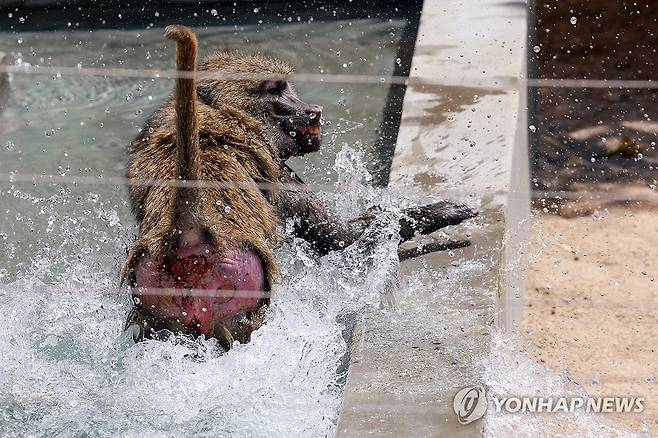 시원한 개코원숭이의 수영장 (서울=연합뉴스) 신현우 기자 = 전국 대부분 지역에 폭염 특보가 발효된 10일 서울 광진구 어린이대공원 동물원에서 아누비스개코원숭이가 수영장에 들어가 더위를 식히고 있다. 2025.7.10 nowwego@yna.co.kr