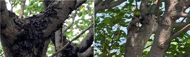 ▲ 인천 계양산 러브버그 현장 수습 전(왼쪽), 수습 후. /사진제공=환경부