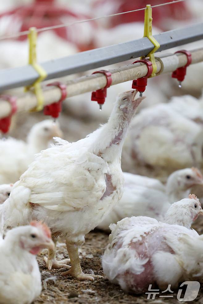 연일 폭염특보가 이어지고 있는 10일 오전 전남 나주시 세지면의 한 양계장에서 더위에 지친 닭이 물을 마시고 있다. 2025.7.10/뉴스1 ⓒ News1 이승현 기자