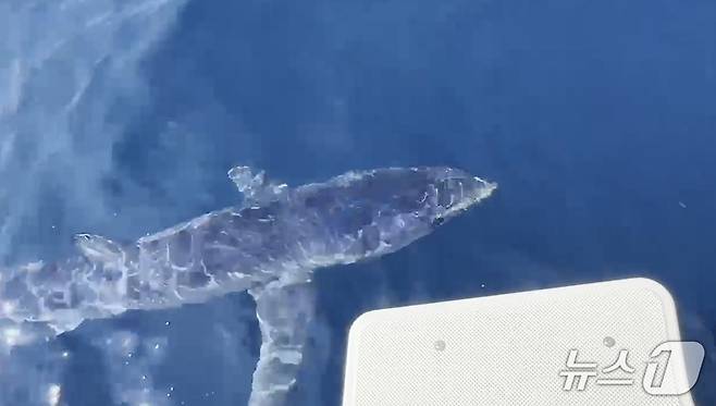 지난 2023년 강원 강릉 해성서 출몰한 청새리상어 자료사진.(동해해경 제공, 재판매 및 DB금지)